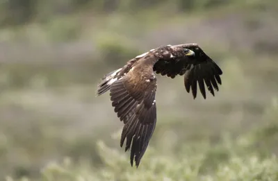 Беркут (Aquila chrysaetos)