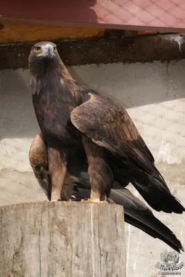 Беркут (Aquila chrysaetos) — Зоопарк «Лимпопо» г. Нижний Новгород –  Нижегородский зоопарк