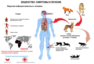 Бешенство у человека - причины появления, симптомы заболевания, диагностика  и способы лечения