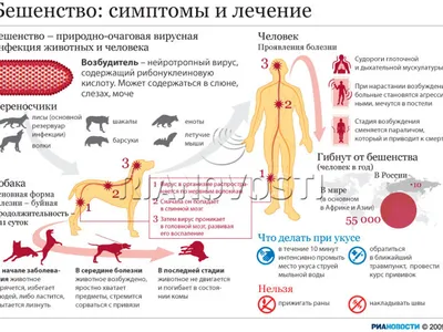 Бешенство: симптомы, лечение, прививки