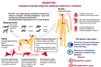 Бешенство у человека: причины, симптомы и лечение | Почти все обо всем! |  Дзен