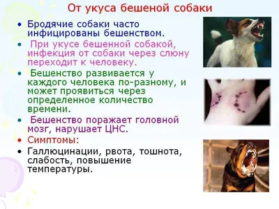 Бешенство у людей: симптомы, лечение, профилактика — Государственное  бюджетное учреждение здравоохранения \"Туапсинская центральная районная  больница №4\" министерства здравоохранения Краснодарского края