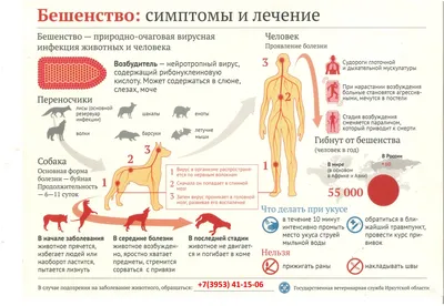 ☢️🐕🐈 Бешенство - опасная болезнь! 📛Бешенство - вирусная болезнь людей и  животных, характеризующееся тяжелым поражением центральной нервной системы  и заканчивающееся как правило летальным исходом. 📛Заражение людей  бешенством происходит от домашних ...