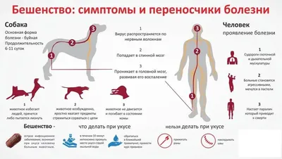 Бешенство у человека: причины, симптомы и лечение | Почти все обо всем! |  Дзен