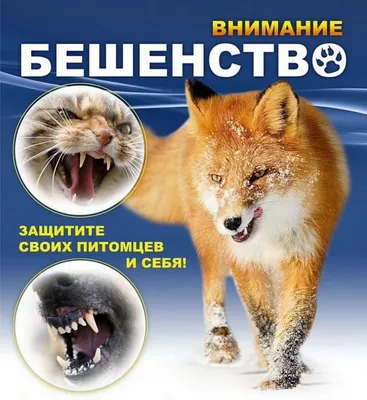 Бешенство: пять фактов о смертельно опасной болезни / Новости Дубны /  Официальный интернет-портал органов местного самоуправления городского  округа Дубна Московской области