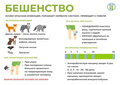 Бешенство - ГБУ КО «Калужская городская станция по борьбе с болезнями  животных»