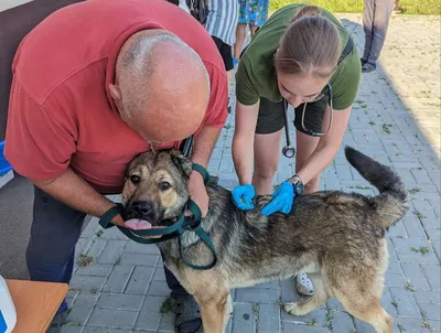 Социально уязвимым слоям населения бесплатно чипируют домашних животных -  Индустриальная Караганда