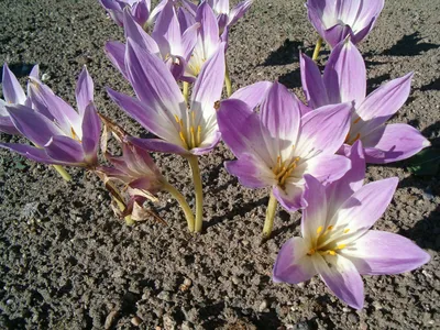 Безвременник осенний (Colchicum) The Giant купить недорого в  интернет-магазине товаров для сада Бауцентр