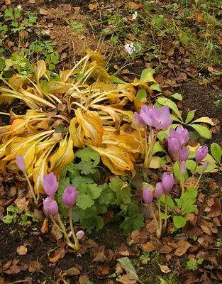 Безвременник осенний (лат. Colchicum autumnale)