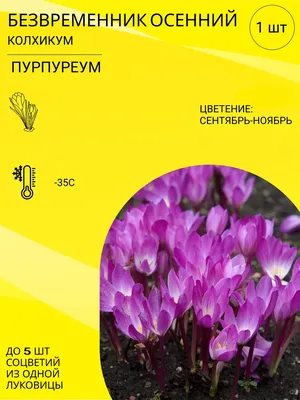 Безвременник гибридный Джайант — купить по цене в интернет-магазине  \"Заокские питомники растений\"