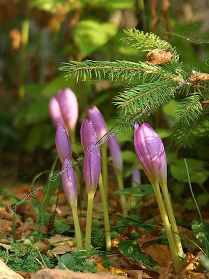 Colchicum autumnale / Безвременник осенний (Колхикум) | Flickr