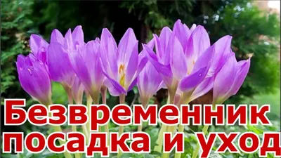 Как правильно выращивать безвременник?: Общество: Облгазета