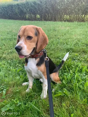 Бигль харьер (Beagle Harrier) (Породы собак) бигль харьер фото, бигль  харьер описание породы, бигль фото, бигль собака, порода бигль, бигль юа,  бигль купить, бигль щенки бигля, бигль щенок Энциклопедия о животных  EGIDA.BY