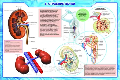 Биология в инфографике, Мазур Оксана Чеславовна . Наглядно и доступно (в  инфографике) , Эксмо , 9785041125219 2023г. 344,00р.