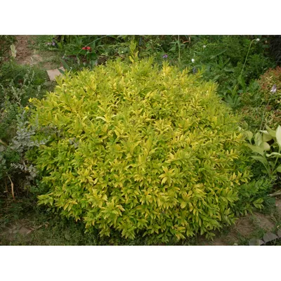 Бирючина обыкновенная Ауреа (Ligustrum vulgare Aureum) 5л 40-50см, цена в  Санкт-Петербурге от компании Вилла-планта (садовый центр и питомник  растений, ландшафтное бюро)