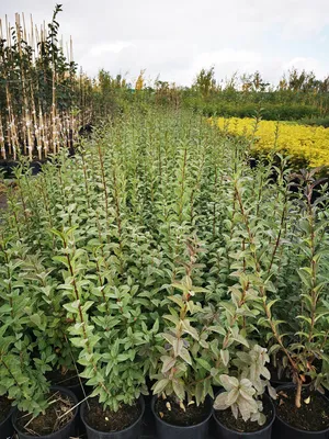 Бирючина обыкновенная Ligustrum vulgare купить в Москве саженцы из  питомника Greenpoint24