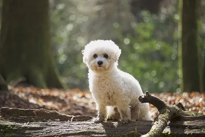 Собака Бишон фризе лает и играет на льду Dog Bichon Frise Chien 개 Hund  कुत्ता 犬 狗 الكلب WorldSun - YouTube