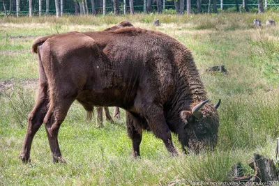 бизон стоит в источнике воды, Американский бизон в Йеллоустонском  национальном парке, США, Hd фотография фото фон картинки и Фото для  бесплатной загрузки