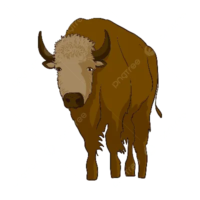 Купить бизона, продаются бизоны, цена 2500 евро