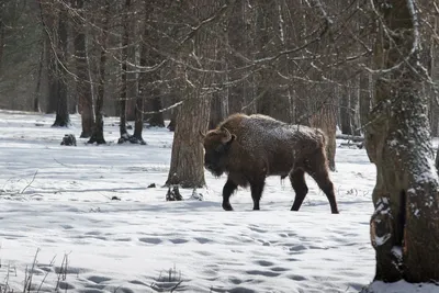 Head of a large bison XXL - BEAST Interiors