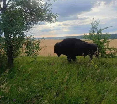 Бизон: описание, где обитает, чем питается, сколько живут