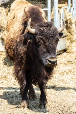 bizon (Bison bison) American bison | Petr Šimon