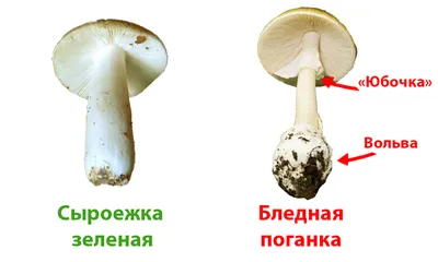 Бледная поганка. :: Николай Николаевич – Социальная сеть ФотоКто