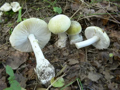 Бледная поганка (Amanita phalloides) – Грибы Сибири [Вложение: 6343]