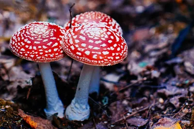 Бледная поганка (Amanita phalloides). Фото на сайте \"Грибы Калужской  области\"