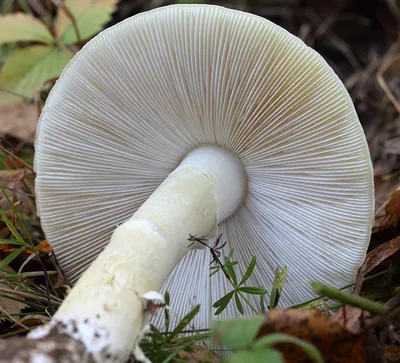 Бледная поганка (Amanita phallodes) - YouTube