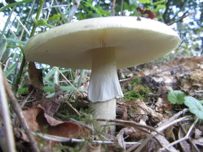 Бледная поганка Amanita phalloides « Макрофотограф Сергей Таланов