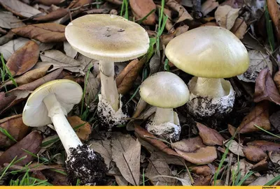 Бледная поганка (Amanita phalloides)