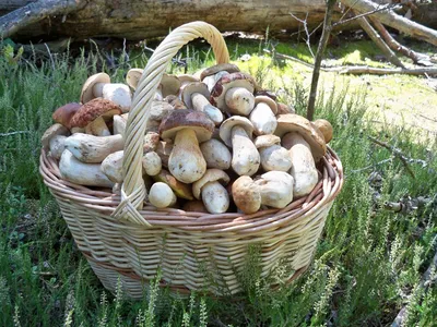 Бледная поганка (Amanita phalloides) фотографии, видео и истории