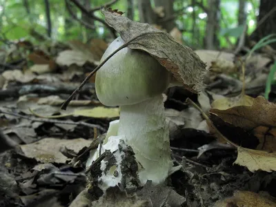 Файл:Amanita phalloides 2011 G3.jpg — Википедия