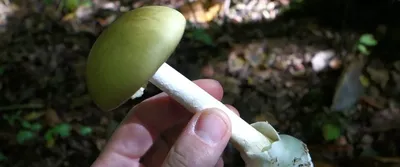 Бледная поганка (Amanita phalloides) фотографии, видео и истории