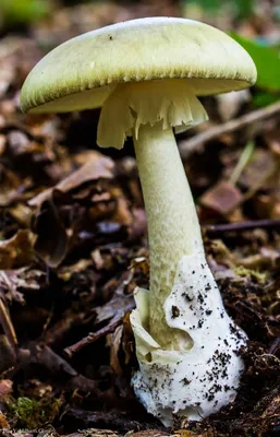 Amanita phalloides Бледная поганка — Фото №167429