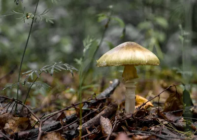 Бледная поганка (Amanita phalloides) фотографии, видео и истории