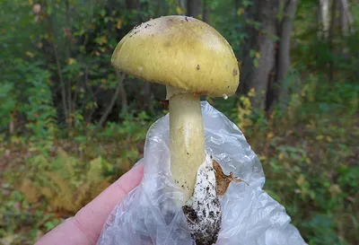 Бледная поганка (Amanita phalloides) фотографии, видео и истории