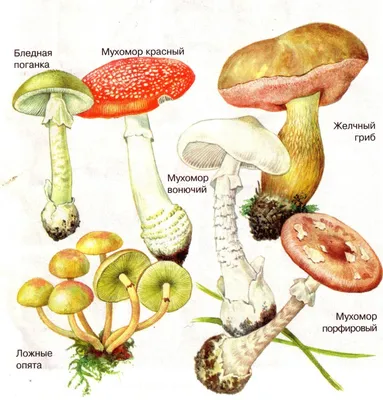 Бледная поганка (Amanita phalloides) фотографии, видео и истории