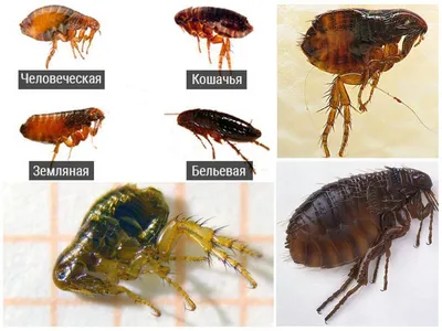 Как выглядят блохи? - описание, видео и фото