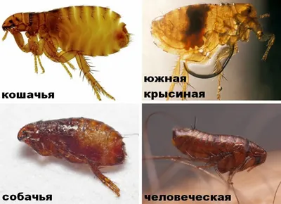 Как избавиться от блох в доме: 10 эффективных средств