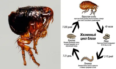 Уничтожение блох в Уфе - СЭС УФА | Тел. +7(347)258-88-68
