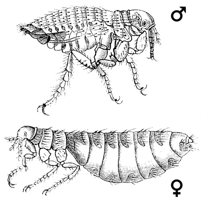 File:Кошачья блоха.jpg - Wikipedia