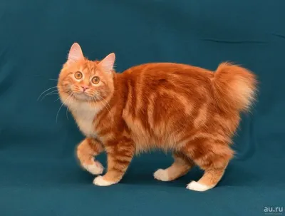 Японский бобтейл – фото и описание породы, цена котенка, характер и уход