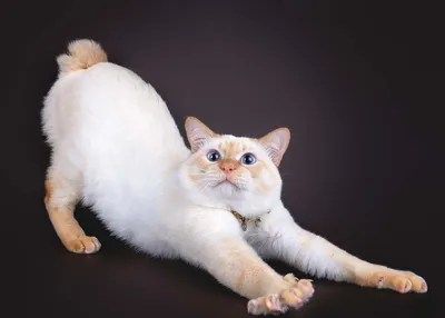 Курильский Бобтейл - кошка без хвоста | Кошки сфинксы | Дзен