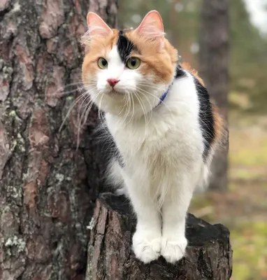 Пропала кошка Курильский бобтейл, вознаграждение. Калужская область |  Pet911.ru