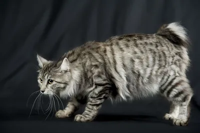 Меконгский бобтейл: фото, характер, описание кошек породы тайский бобтейл |  Блог зоомагазина Zootovary.com