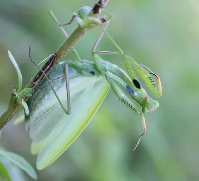 Богомолы. Часть 1. Mantis religiosa - Обыкновенный богомол.