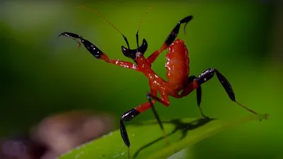 Богомол обыкновенный (Mantis religiosa) - фото богомола