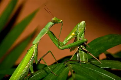 Обыкновенный богомол (Mantis religiosa) - Picture Insect